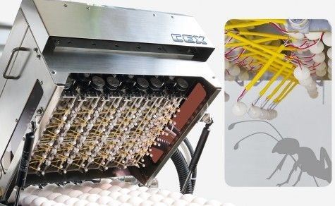Automatic Crack Egg Detector best