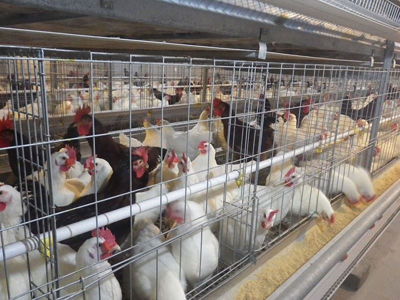 Automatic H Frame Breeder Cage factory