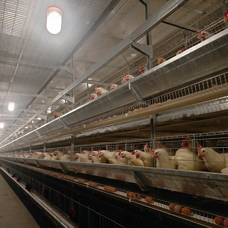 Automatic H Frame Breeder Cage