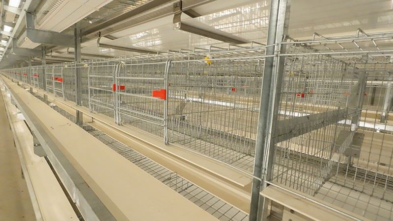 Automatic H Frame Duck Cage suppliers