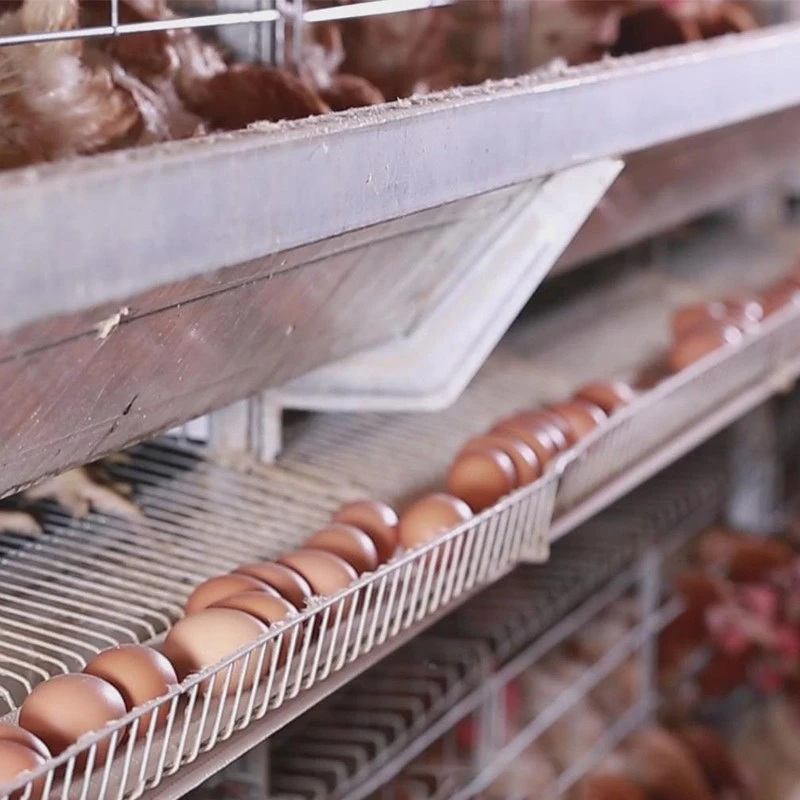 Automatic H Frame Layer Chicken Cage factory