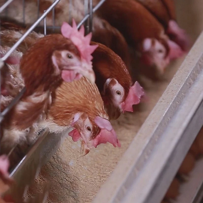 Automatic H Frame Layer Chicken Cage best