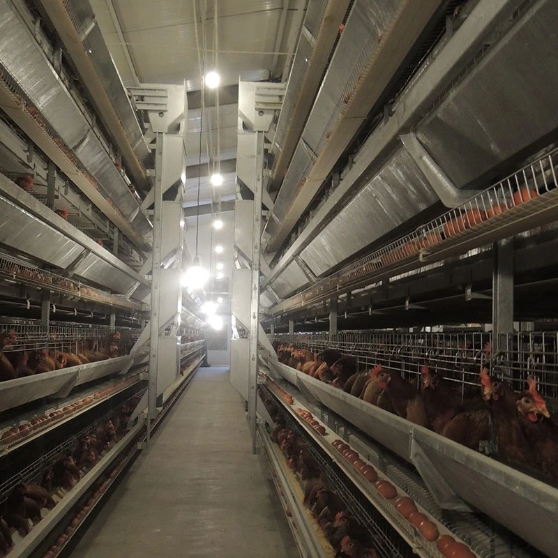 Automatic H Frame Layer Chicken Cage suppliers