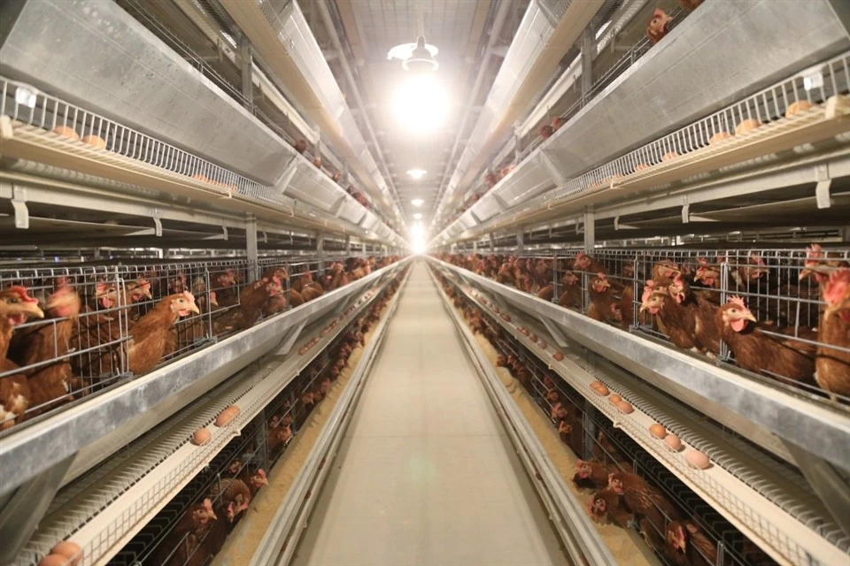 Automatic H Frame Layer Chicken Cage high quality