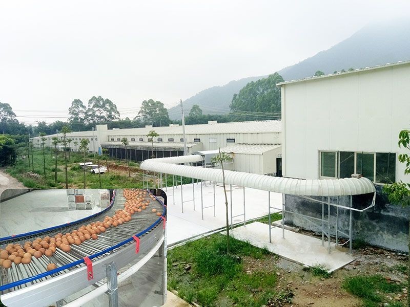 Breeder Cage Egg Collection System factory