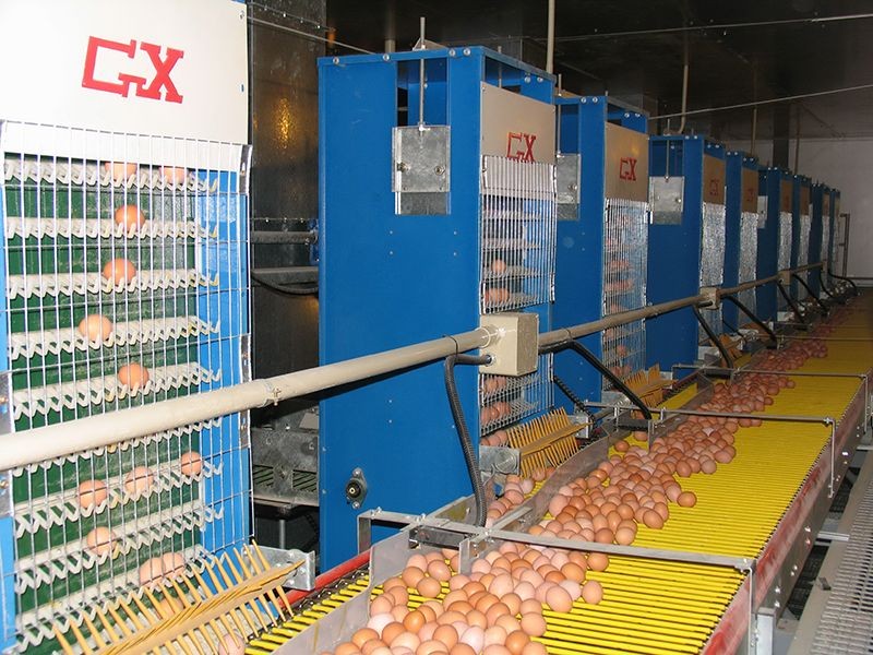 Breeder Cage Egg Collection System high quality