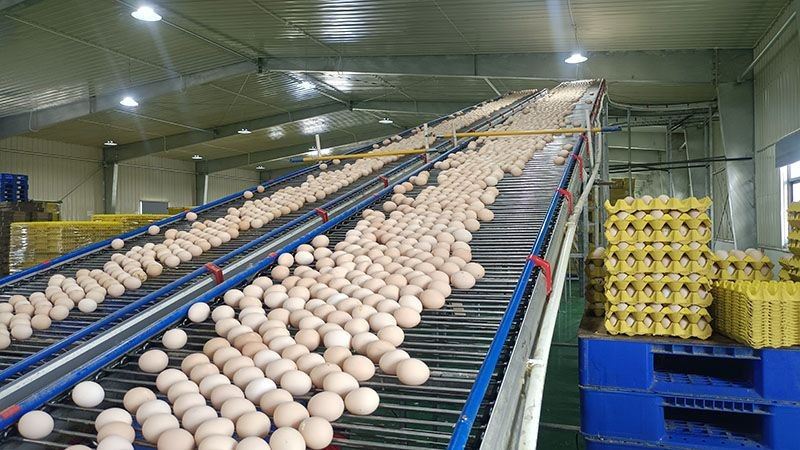 Breeder Cage Egg Collection System suppliers