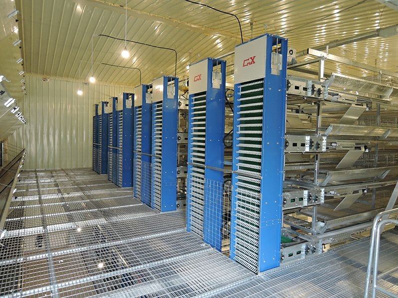 Broiler Cage Egg Collection System high quality