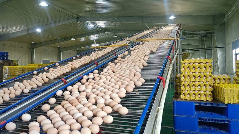 Broiler Cage Egg Collection System factory