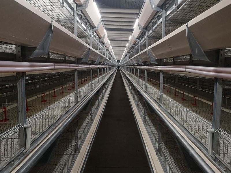 Broiler Cage Light System price