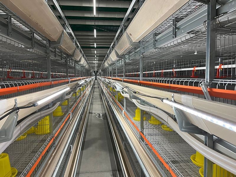 Broiler Cage Light System high quality