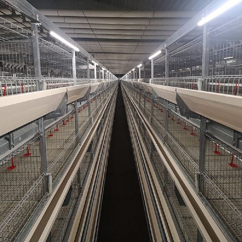 Broiler Cage Light System