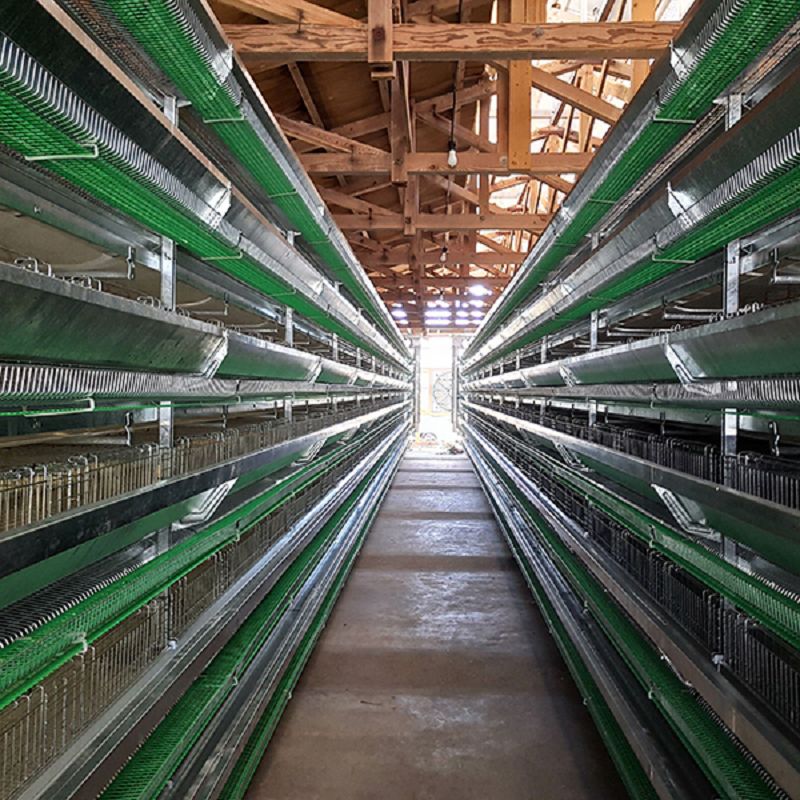 Complete Automatic H Frame Quail Cage