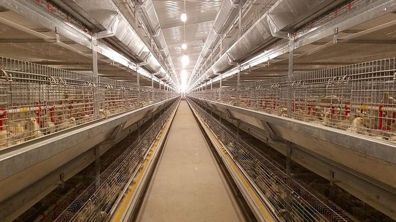 H Frame Pullet Cage best