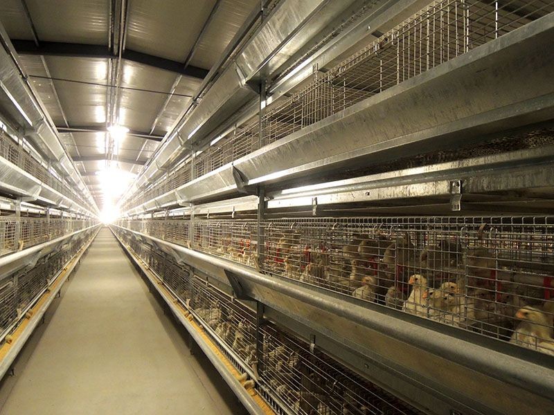 H Frame Pullet Cage factory