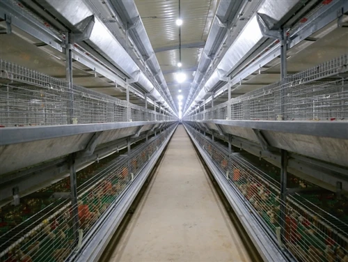 9CLX,Complete Set of Automatic Multi-tier H Frame Pullet Raising System