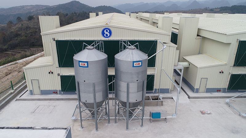 Layer Cage Feeding System factory