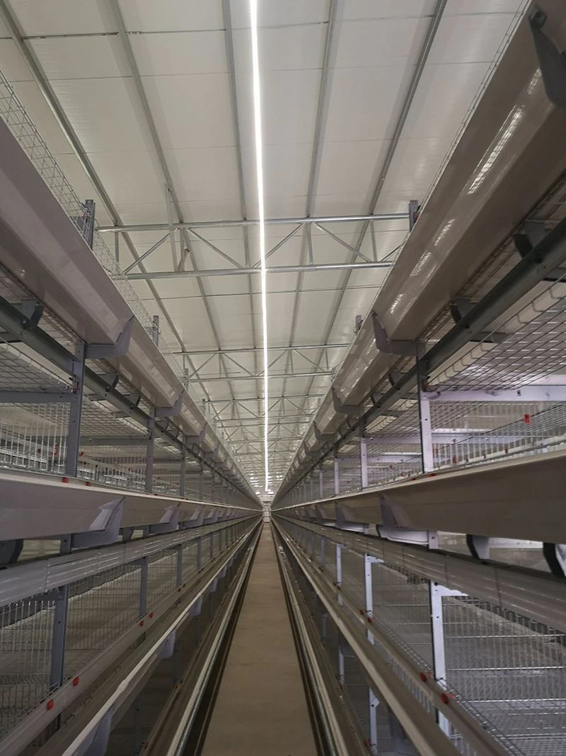 Layer Cage Light System suppliers