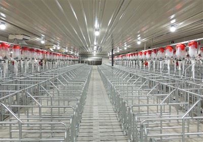 Pig Individual Positioning Pen
