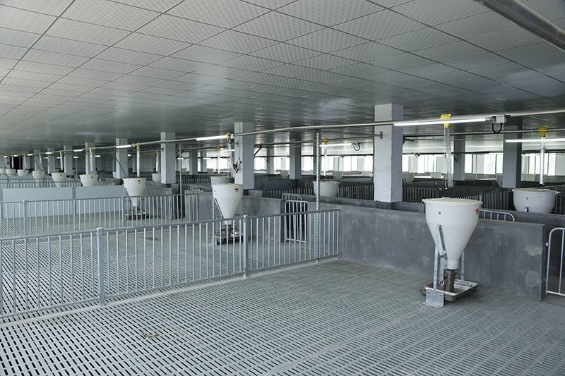 Pig Dry-Wet Feeders factory