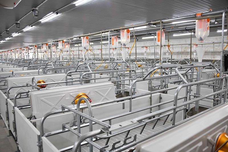 Pig Equipment Farrowing Pen high quality