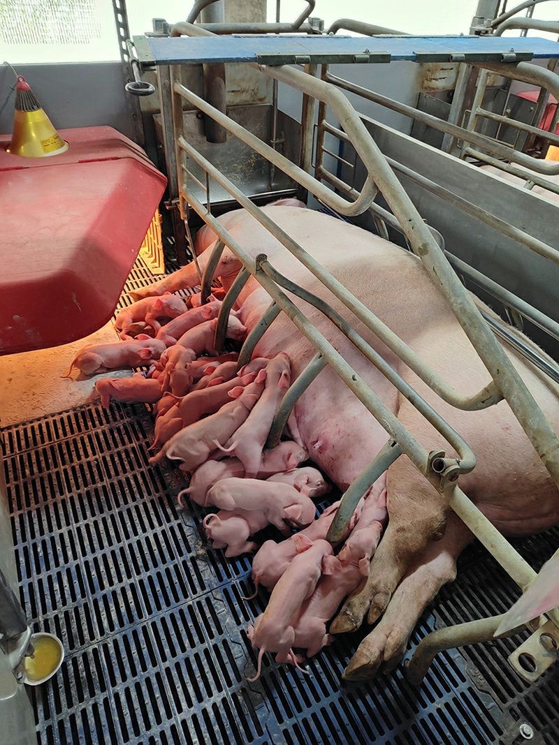 Pig Equipment Farrowing Pen best