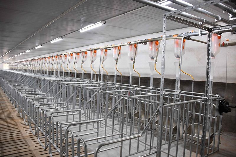 Pig Individual Positioning Pen factory