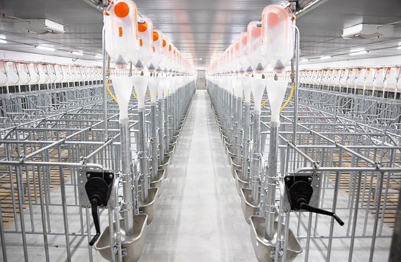 Pig Individual Positioning Pen price
