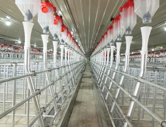 Pig Individual Positioning Pen factory