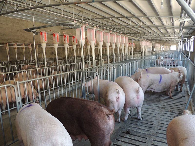 Pig Individual Positioning Pen best