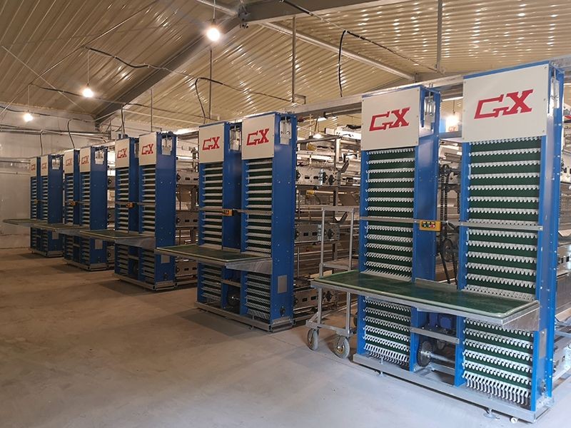 Pullet Cage Egg Collection System best