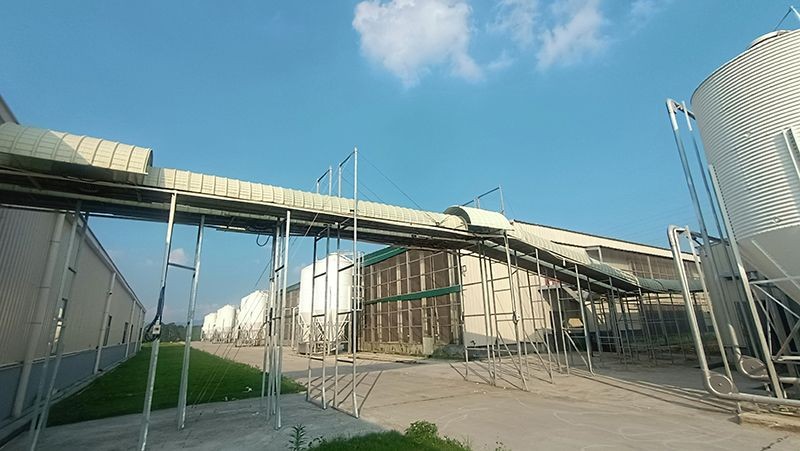 Pullet Cage Egg Collection System suppliers