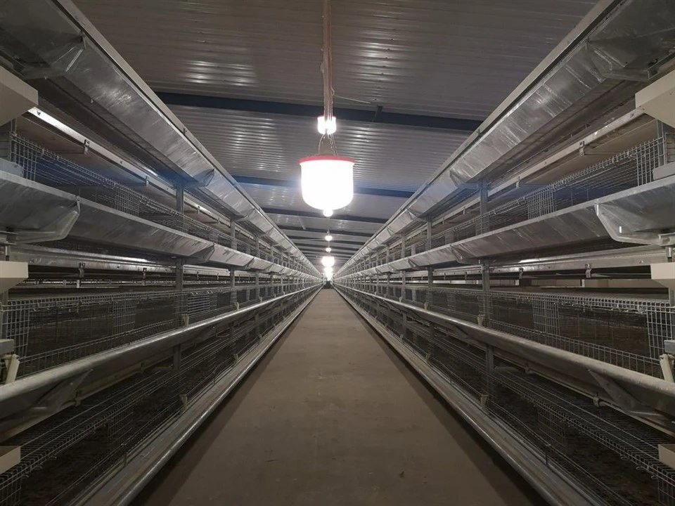 Pullet Cage Light System suppliers