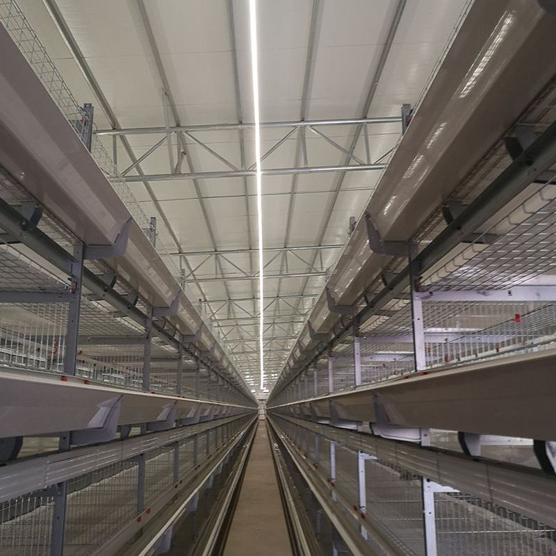 Pullet Cage Light System