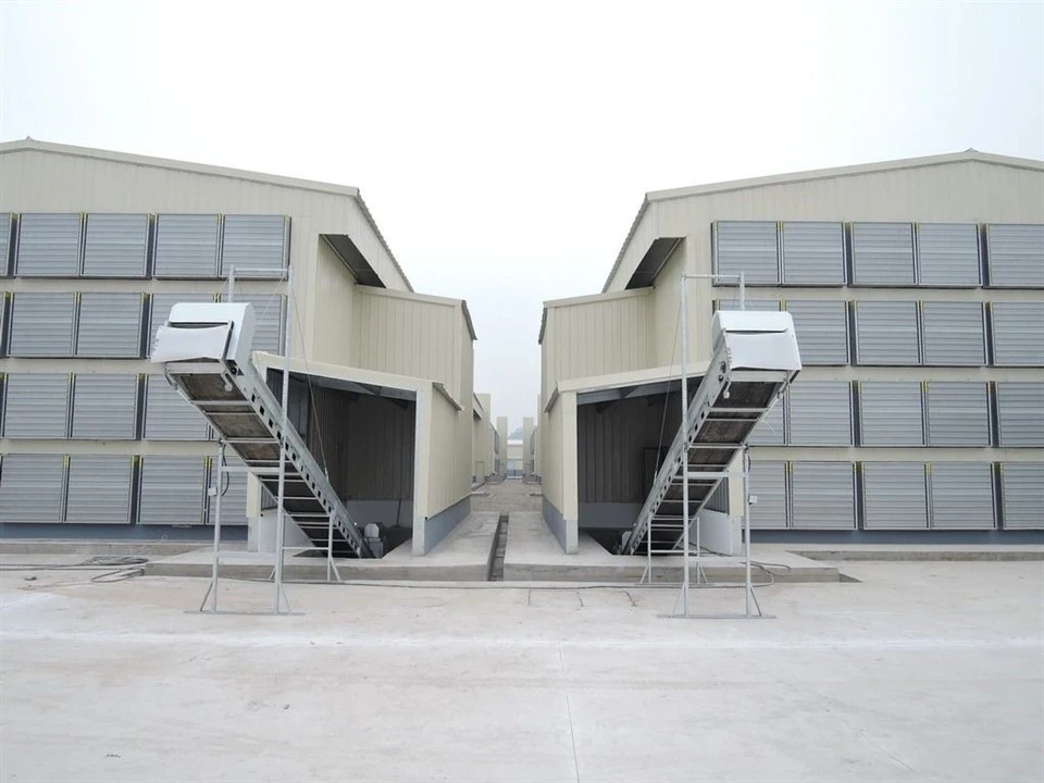 Pullet Cage Manure Removal System best