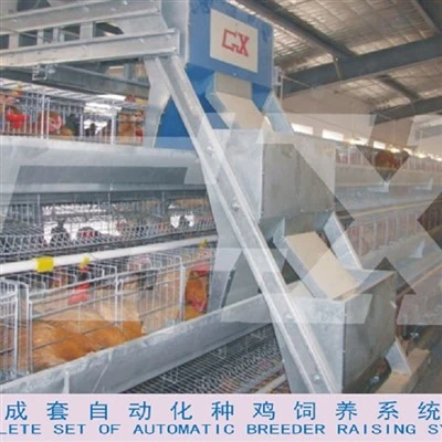 A Frame Breeder Battery Cage