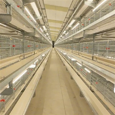 Automatic H Frame Duck Cage