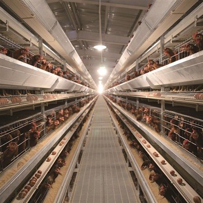 Automatic H Frame Layer Chicken Cage