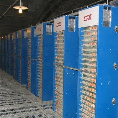 Broiler Cage Egg Collection System