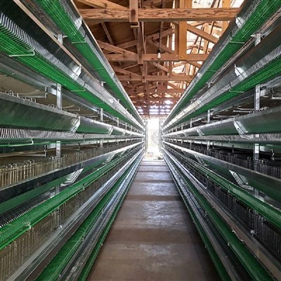 Complete Automatic H Frame Quail Cage
