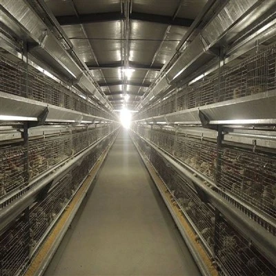 H Frame Pullet Cage