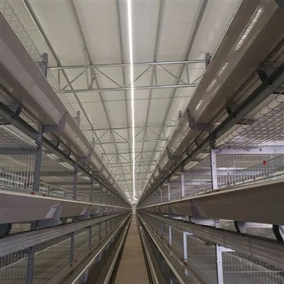 Pullet Cage Light System