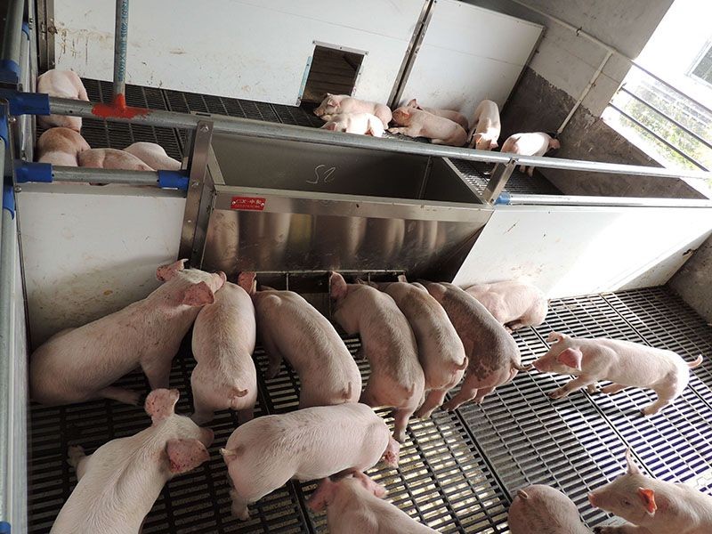 Stainless Steel Double-Sided Feeders best