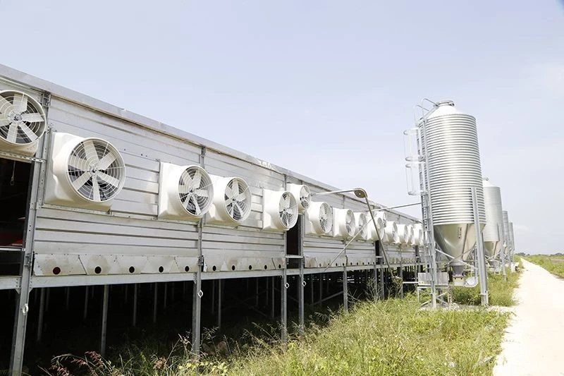 Ventilation For Pig factory